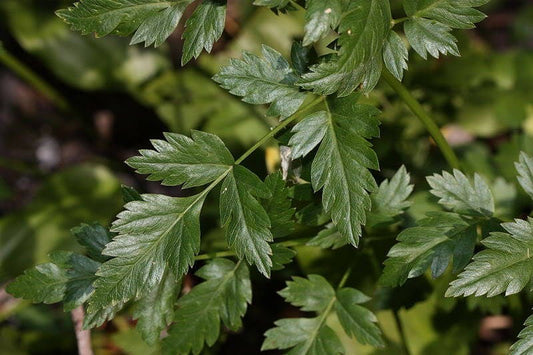 Packet of Lovage herb seeds