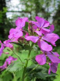 Violet Lunaria Money Plant Seeds for Planting - Unique Coin-Shaped Leaves