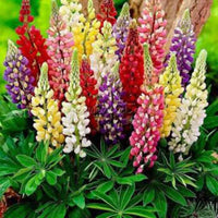 Lupins Flower seeds for Planting Compact Growth Heirloom & GMO Free Seeds for Home Garden