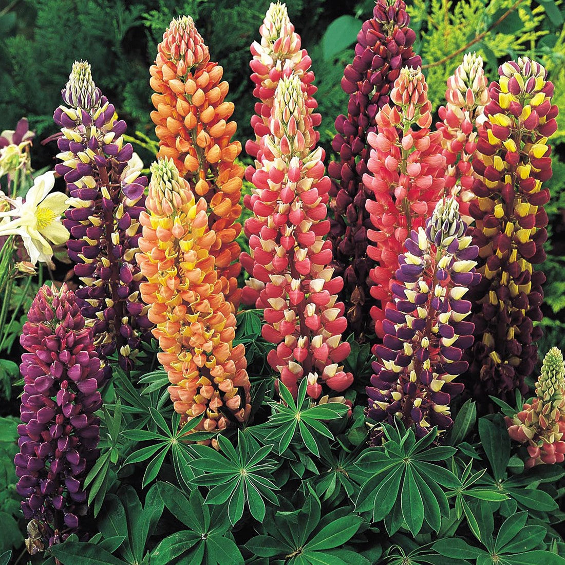 Russell Flower seeds for Planting Compact Growth Heirloom & GMO Free Seeds for Home Garden