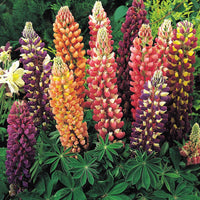 Russell Flower seeds for Planting Compact Growth Heirloom & GMO Free Seeds for Home Garden