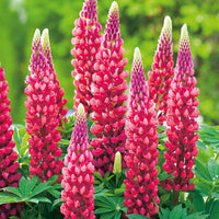 Red Lupin Flower seeds for Planting - Drought Tolerant, Heirloom & GMO Free Seeds for Home Garden