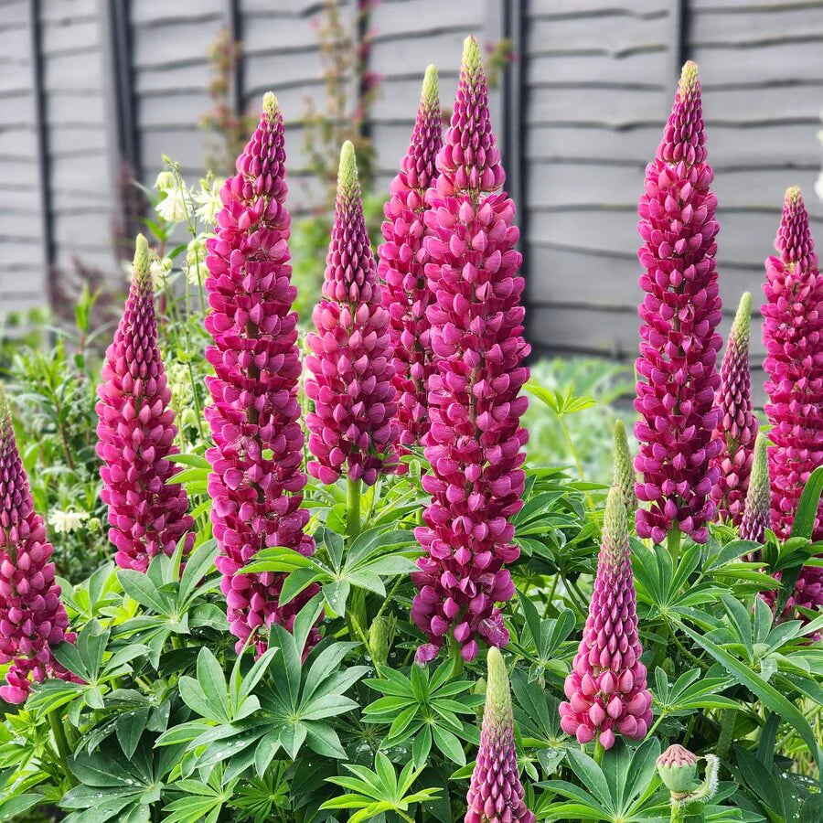 Lupine Flower seeds for Planting Drought Tolerant Heirloom & GMO Free Seeds for Home Garden