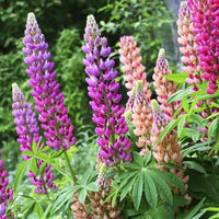 Mixed Tutti Frutti Lupine Flower seeds for Planting - Bright Blooms, Heirloom & GMO Free Seeds for Home Garden