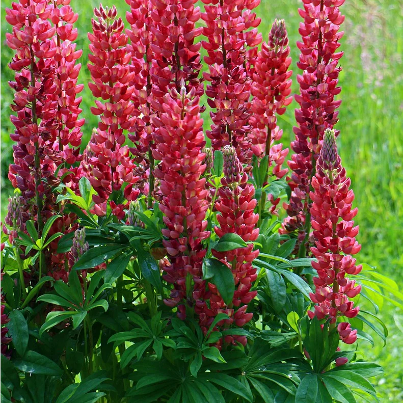 Red Lupin Flower seeds for Planting - Hardy Variety, Heirloom & GMO Free Seeds for Home Garden