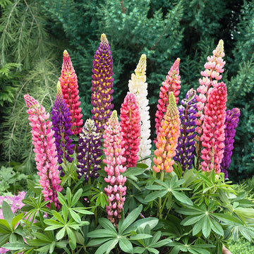 Russell Lupine Flower seeds for Planting - Perfect for Borders, Heirloom & GMO Free Seeds for Home Garden