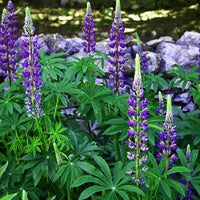 Blue (Blue Perennial) seeds for planting in home garden