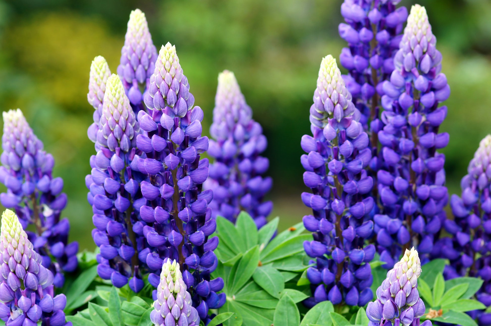 Russell Lupine Planting Seeds Collection