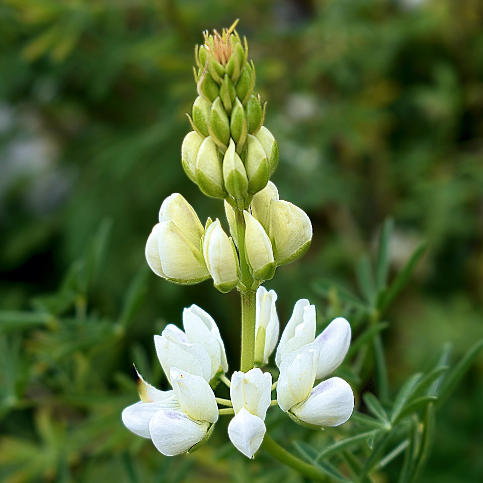 Lupinus Albus Flower seeds for Planting - Long Bloom Season, Heirloom & GMO Free Seeds for Home Garden