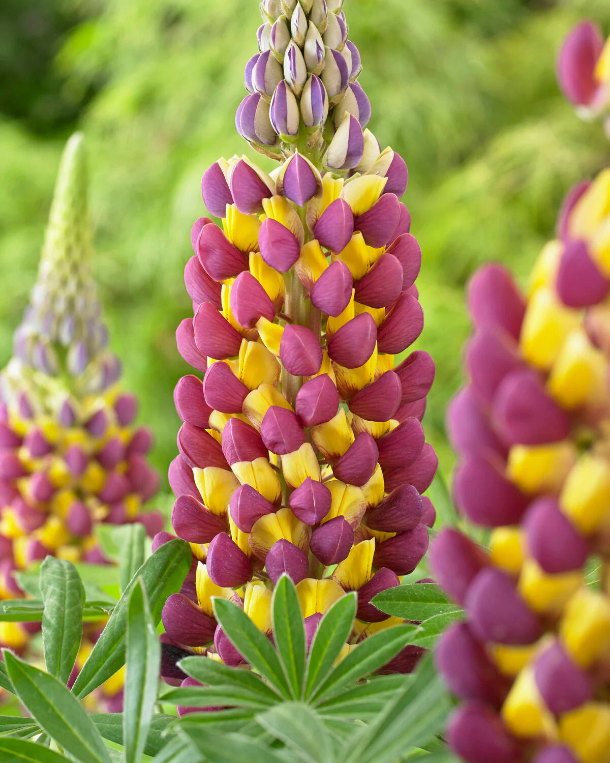 Violet Yellow Lupine Flower seeds for Planting Pollinator Friendly Heirloom & GMO Free Seeds for Home Garden 
 
 Sale