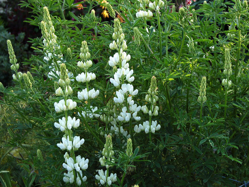 Lupinus Albus Flower seeds for Planting - Long Bloom Season, Heirloom & GMO Free Seeds for Home Garden