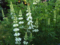 Lupinus Albus Flower seeds for Planting - Long Bloom Season, Heirloom & GMO Free Seeds for Home Garden
