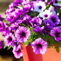Lush Hanging Petunia Flower Seeds for Vibrant Garden Planting