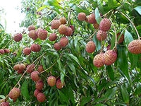 Lychee seeds for planting tropical lychee trees at home