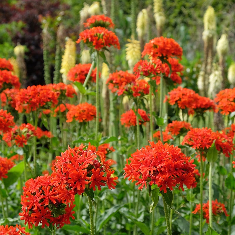 Maltese Cross Flower seeds for Planting, Perfect for Borders Heirloom & GMO Free Seeds for Home Garden