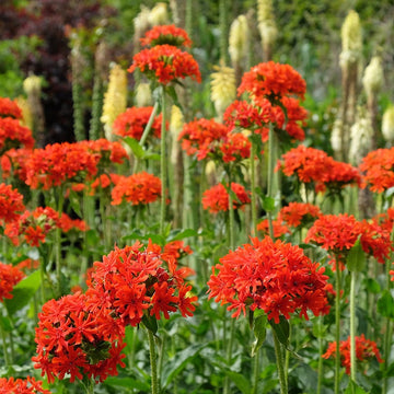 Maltese Cross Flower seeds for Planting, Perfect for Borders Heirloom & GMO Free Seeds for Home Garden