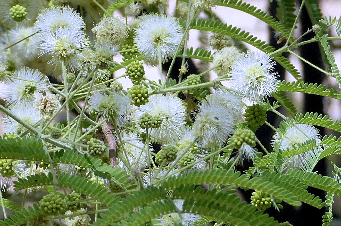 Green Desert Fern Flower seeds for Planting - Compact Growth, Heirloom & GMO Free Seeds for Home Garden