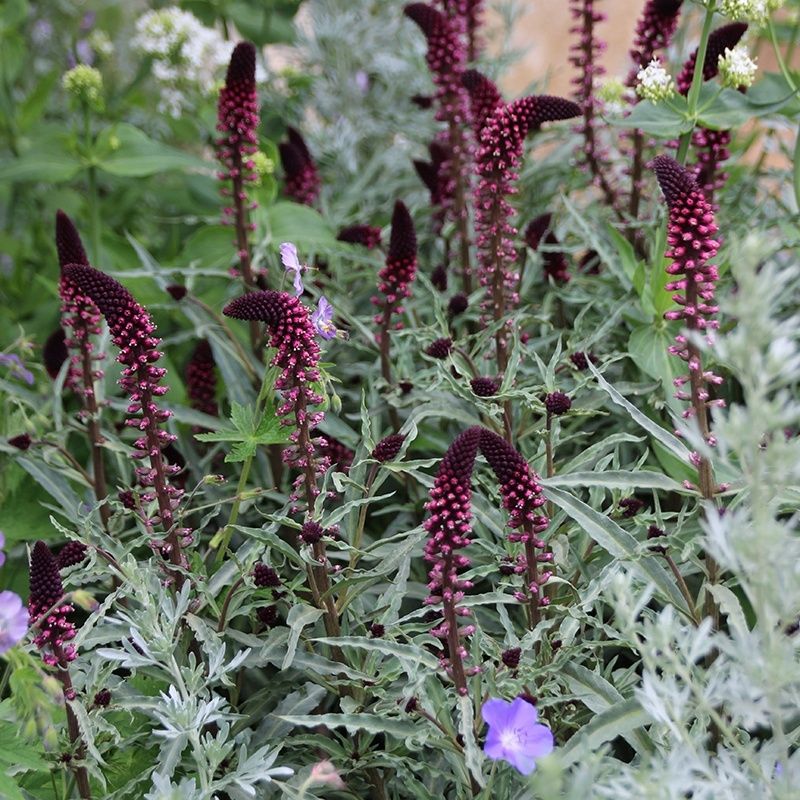 Lysimachia Flower seeds for Planting Perfect for Borders Heirloom & GMO Free Seeds for Home Garden