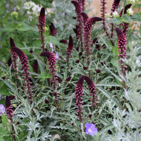 Lysimachia Flower seeds for Planting Perfect for Borders Heirloom & GMO Free Seeds for Home Garden