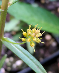 Thyrsiflora Flower seeds for Planting Perfect for Borders Heirloom & GMO Free Seeds for Home Garden
