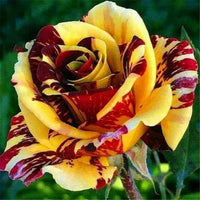 Marron Cream Rose Flower seeds for Planting Cut Flower Favorite Heirloom & GMO Free Seeds for Home Garden 
 
 Sale