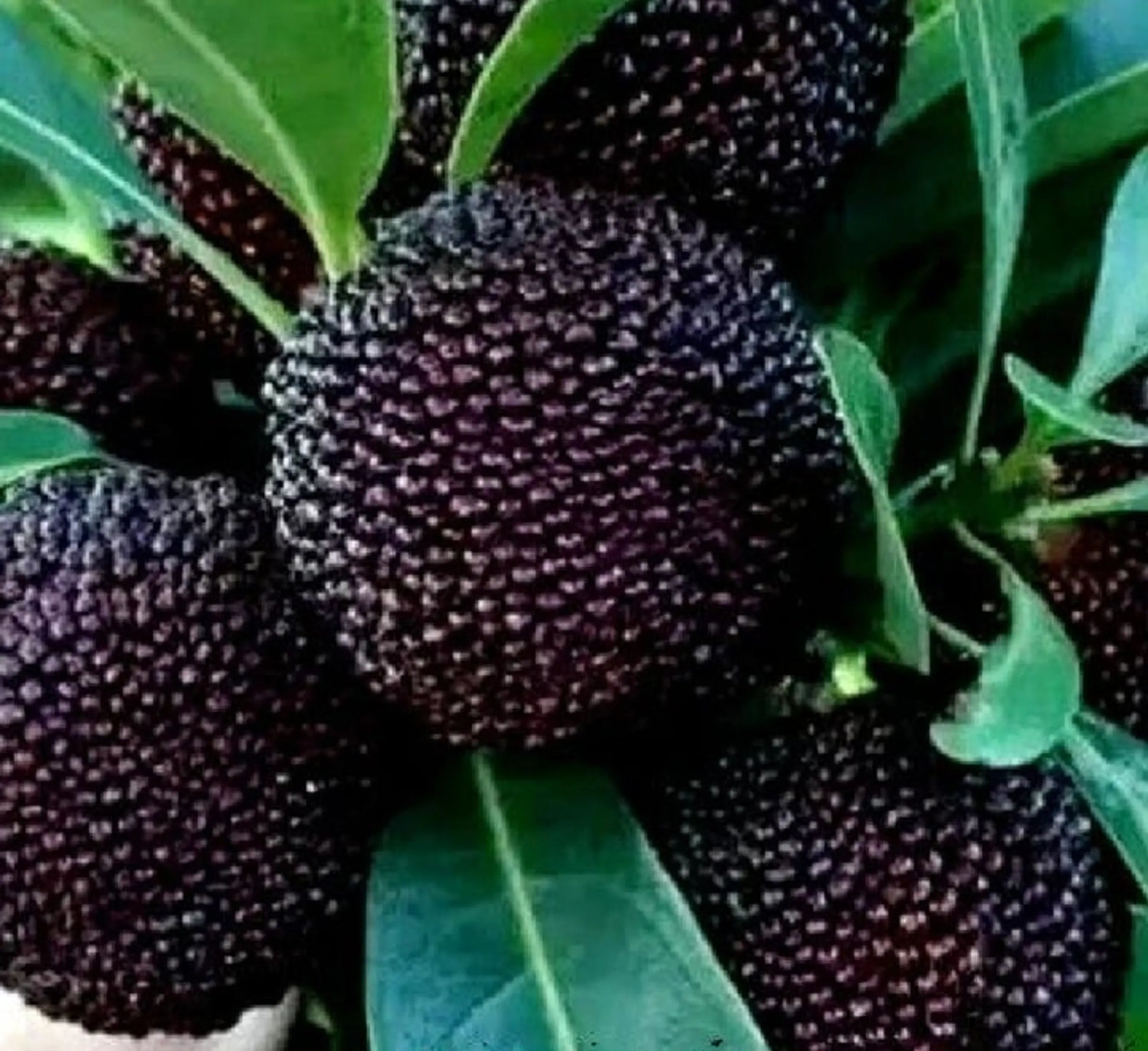 Black Myrica Rubra Seeds for Planting | Premium Fruit Seeds