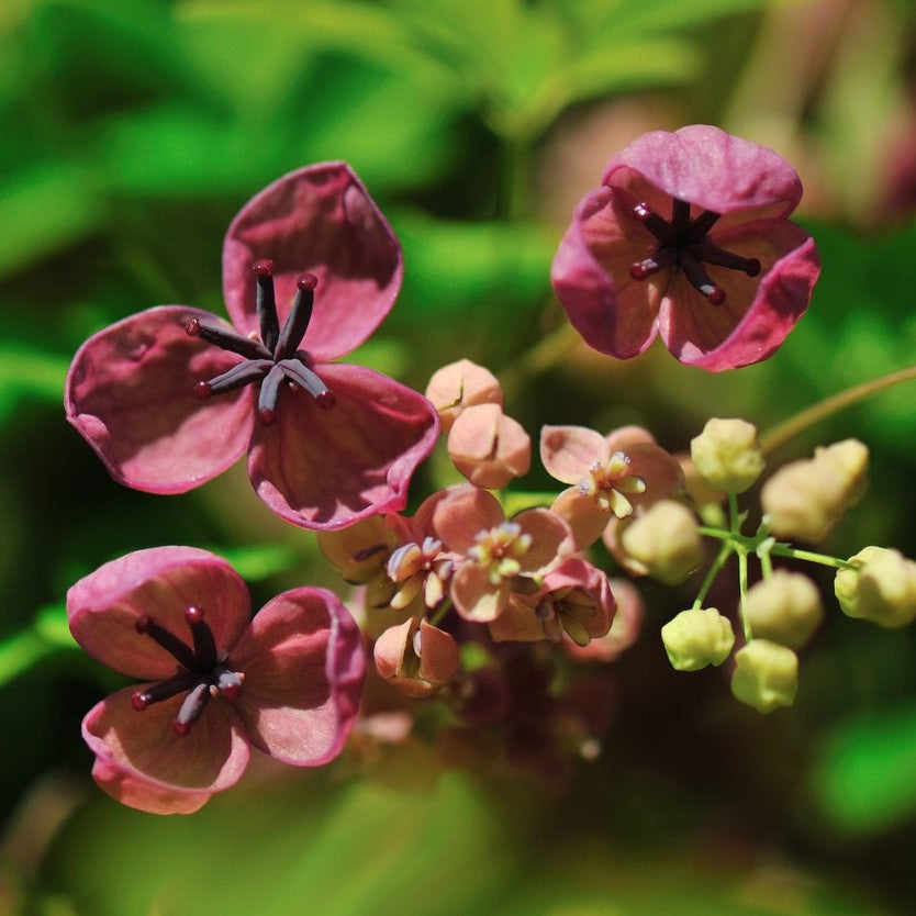 Akebia Flower seeds for Planting Easy to Grow Heirloom & GMO Free Seeds for Home Garden