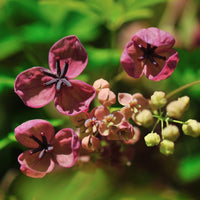 Akebia Flower seeds for Planting Easy to Grow Heirloom & GMO Free Seeds for Home Garden