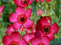 Scarlet Flax Flower seeds for Planting Long Bloom Season Heirloom & GMO Free Seeds for Home Garden