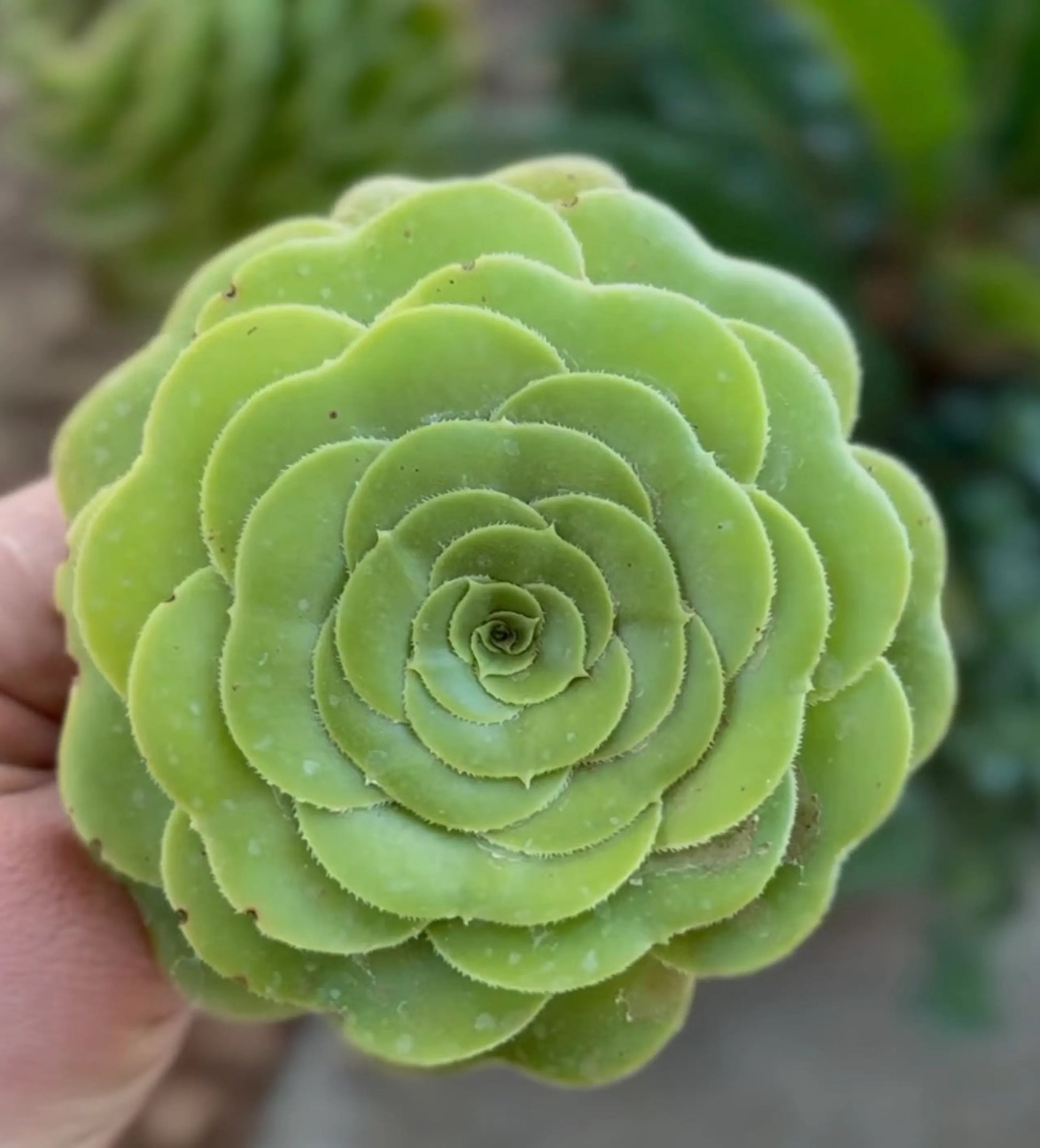 Aamish Succulent Flower seeds for Planting Easy to Grow Heirloom & GMO Free Seeds for Home Garden 
 
 Sale