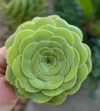Aamish Succulent Flower seeds for Planting Easy to Grow Heirloom & GMO Free Seeds for Home Garden 
 
 Sale