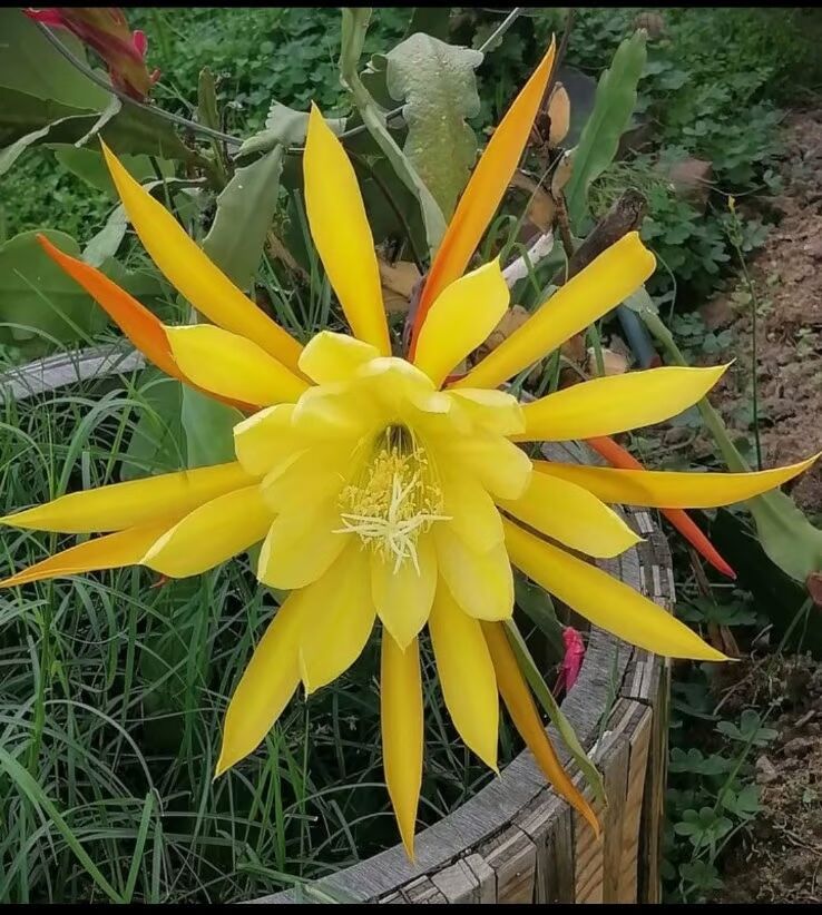 Yellow Nopalxochia Flower seeds for Planting Vibrant Colors Heirloom & GMO Free Seeds for Home Garden