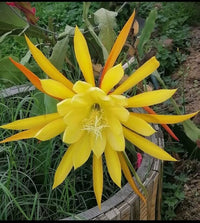 Yellow Nopalxochia Flower seeds for Planting Vibrant Colors Heirloom & GMO Free Seeds for Home Garden