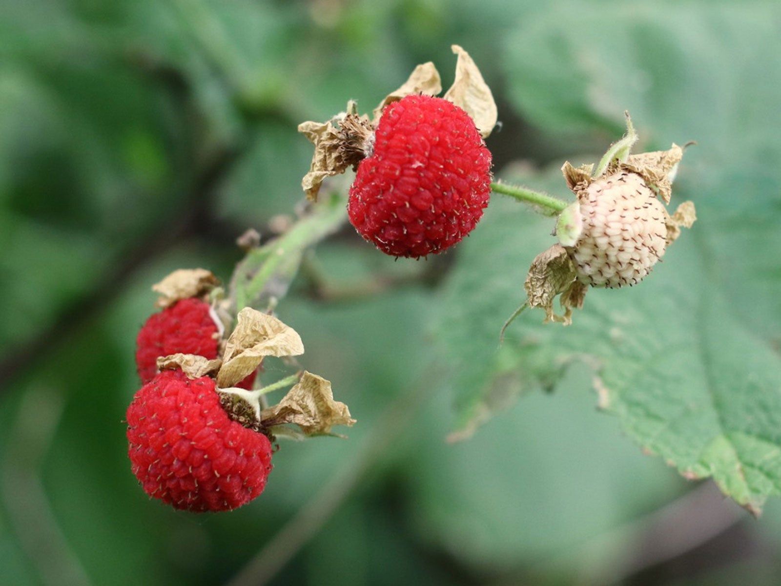 Thimbleberry Rubus Seeds for Easy Planting