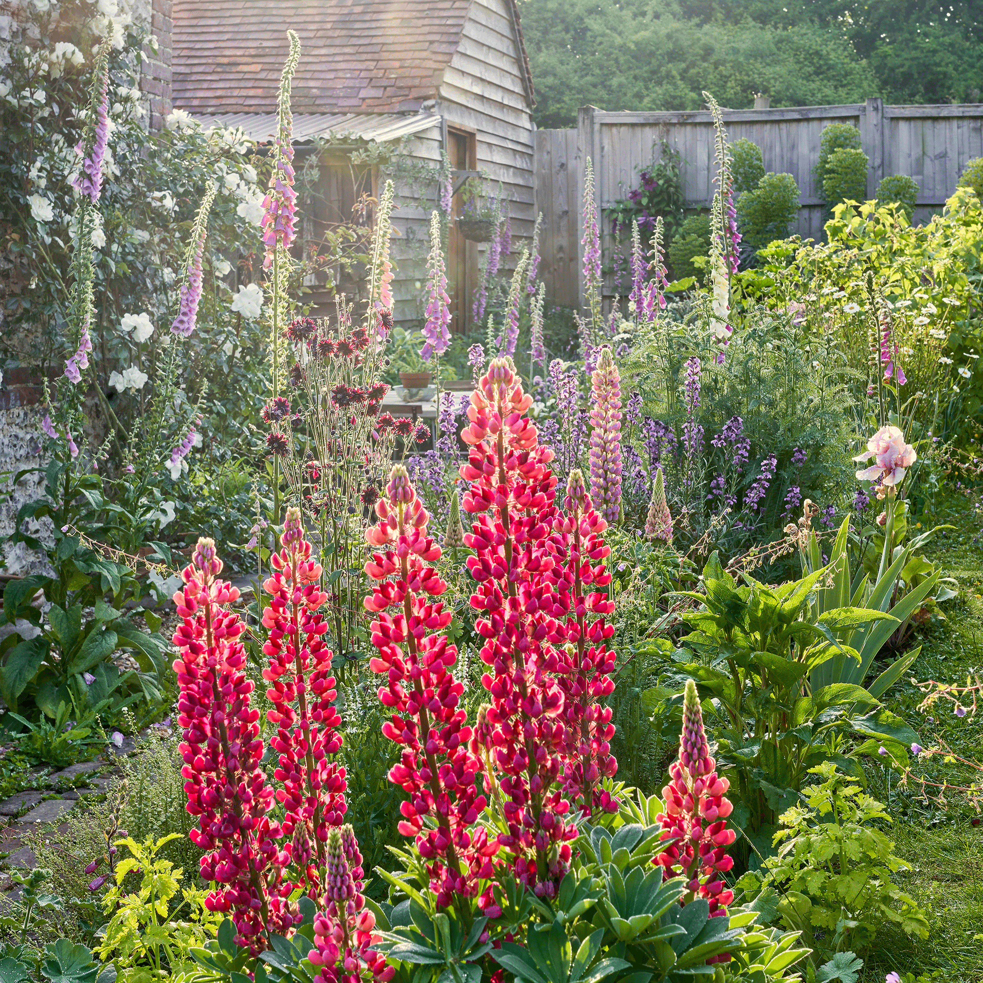 Planting Red Lupine Seeds  Vibrant Flower Seeds