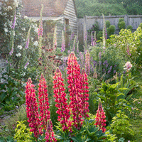 Planting Red Lupine Seeds  Vibrant Flower Seeds
