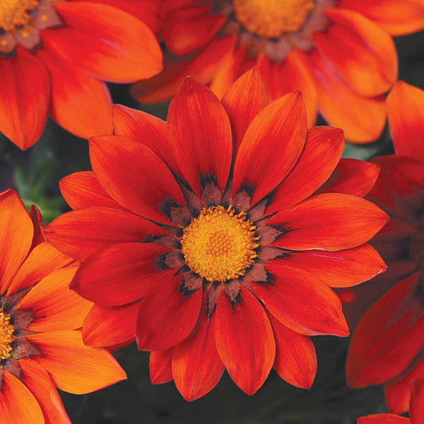 Red Gazania Flower Seeds for Planting Hardy Variety Heirloom & GMO Free Seeds for Home Garden  Sale