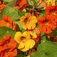 Nasturtium Flower seeds for Planting Sun Loving Heirloom & GMO Free Seeds for Home Garden