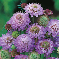 Scabiosa Flower seeds for Planting - Colorful Display, Heirloom & GMO Free Seeds for Home Garden