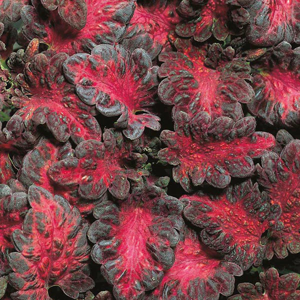 Black Red Coleus Flower seeds for Planting Seasonal Bloomer Heirloom & GMO Free Seeds for Home Garden