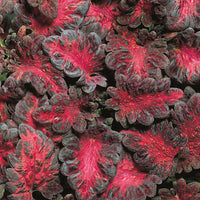 Black Red Coleus Flower seeds for Planting Seasonal Bloomer Heirloom & GMO Free Seeds for Home Garden