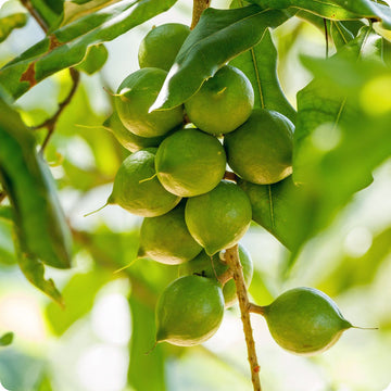 Macadamia nut tree seeds Macadamia integrifolia hardy edible nut tree
