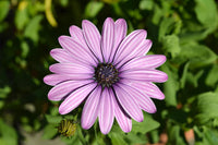 Light Violet Gazania Flower Seeds for Planting Garden Favorite Heirloom & GMO Free Seeds for Home Garden
 
 Sale