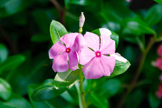Light Pink Periwinkle Flower seeds for Planting - Fragrant Blossoms, Heirloom & GMO Free Seeds for Home Garden