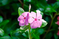 Light Pink Periwinkle Flower seeds for Planting - Fragrant Blossoms, Heirloom & GMO Free Seeds for Home Garden