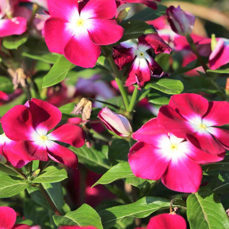 Vinca Victory Flower seeds for Planting, Sun Loving Heirloom & GMO Free Seeds for Home Garden
