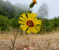 Spring Madia Flower seeds for Planting Low Maintenance Heirloom & GMO Free Seeds for Home Garden