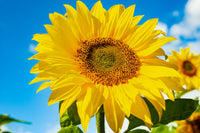 Heirloom SunFlower seeds for Planting Premium Quality Heirloom & GMO Free Seeds for Home Garden