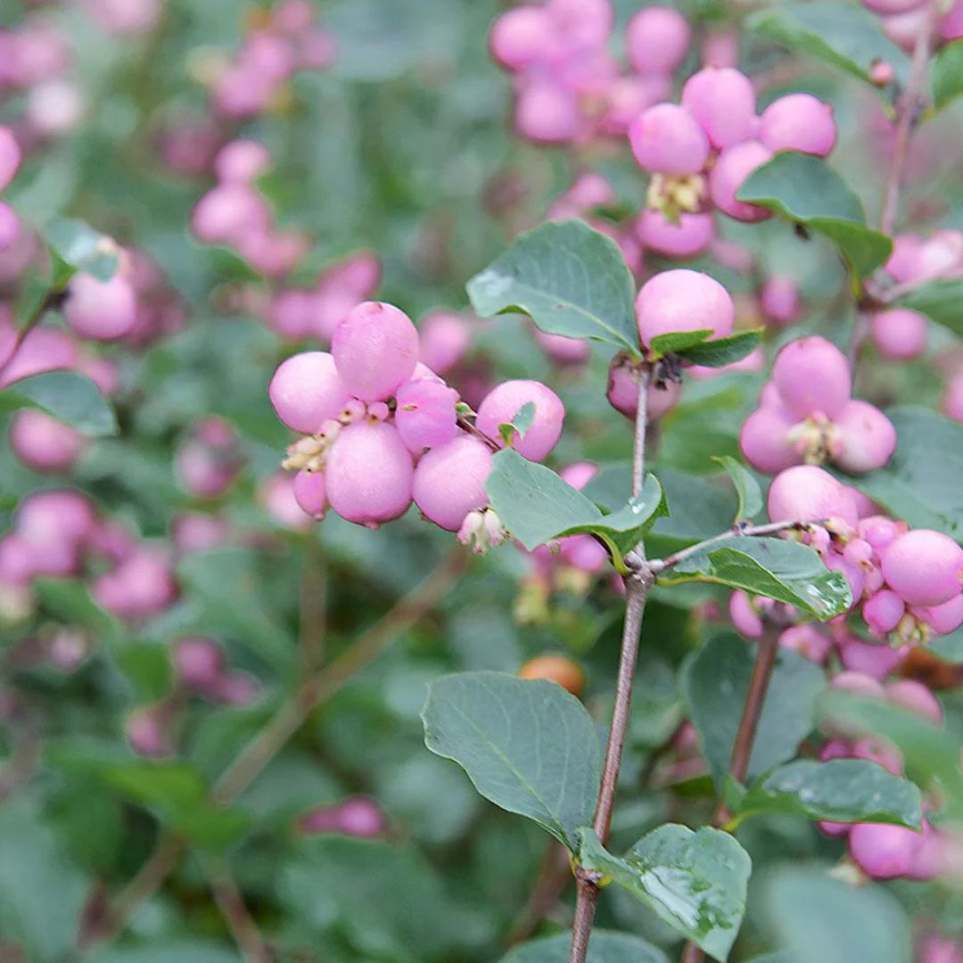 Coralberry Flower seeds for Planting Sun Loving Heirloom & GMO Free Seeds for Home Garden