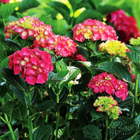 Yellow Red Hydrangea Flower seeds for Planting - Colorful Display, Heirloom & GMO Free Seeds for Home Garden